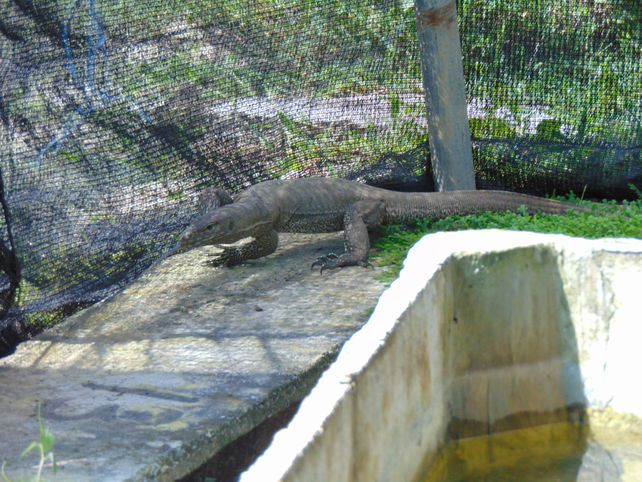 Sri Lanka Trip 2015- Monitor Lizard.JPG