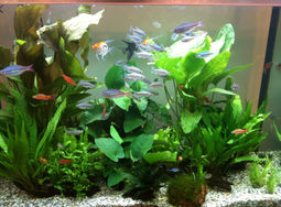 Aqua show 2011 - Mix tank.jpg