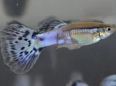 Phoenix Blue Glass Male Guppy.webp