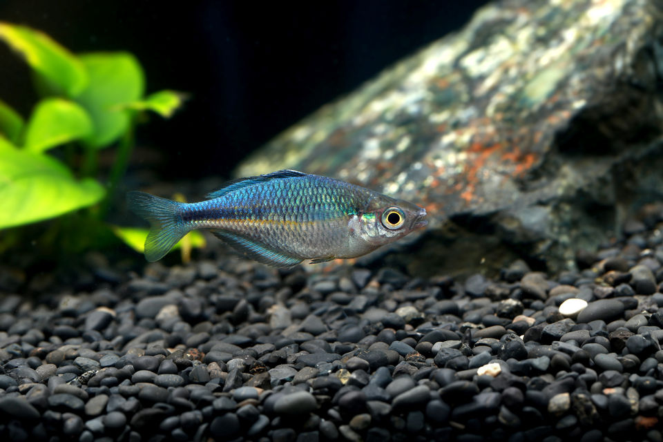 blue rainbow.jpg