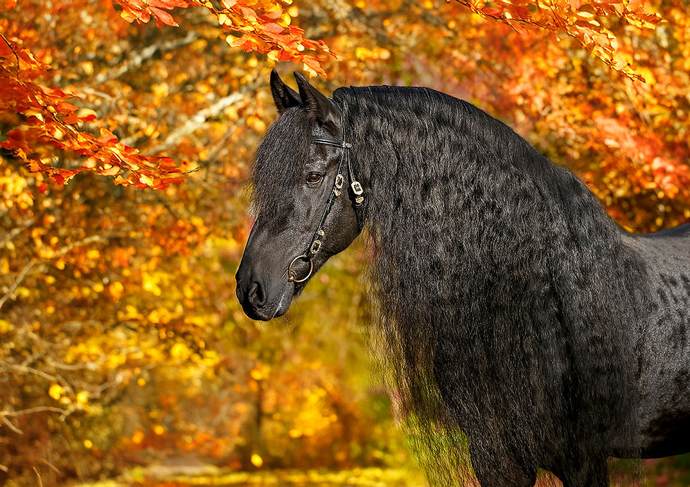 Fotoworkshop mit Friesenpferden