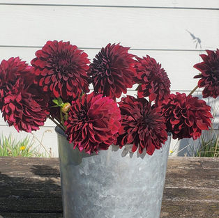 Black Satin Dahlia