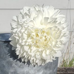 Gitts Attention Dahlia