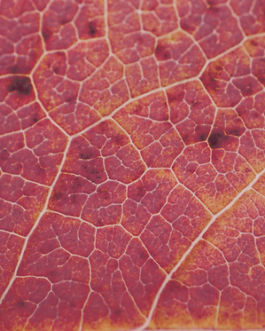Herbst Blatt Close up Mirosa Logo Canva