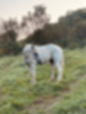 IMG_5956.jpeg