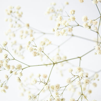 Fijn gipskruid in zachte tinten, als symbool voor adem, ruimte en de subtiele zachtheid van bewust verbonden ademwerk.