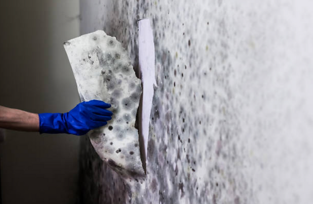 mold remediation solutions