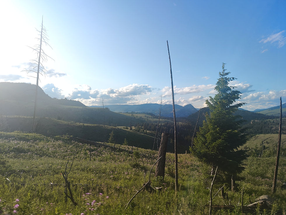 Rolling hills under a blue sky with scattered clouds, sunlit green fields with wildflowers, and a few tall trees creating a serene landscape.