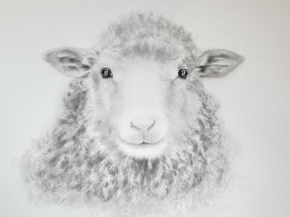 Lamb Ritbilder Behold the Lamb