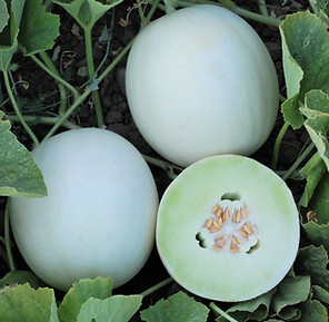 AM0038 Fruits.jpg
