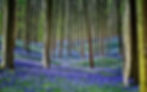 forest scene trees and bluebells