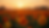 Image of a flower farm with rows of flowers at sunset