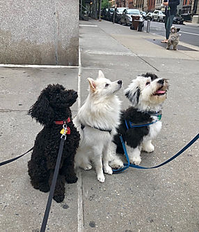 IMG_1029.jpeg