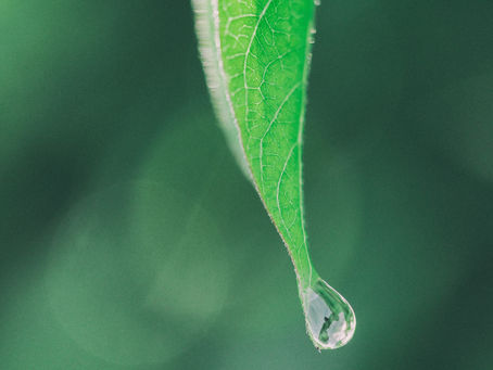 המשפחה כמקום תרגול - ג'ק קורנפילד
