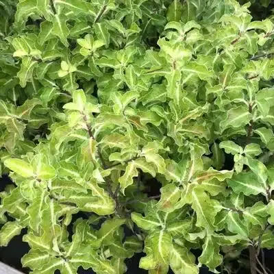 Pittosporum