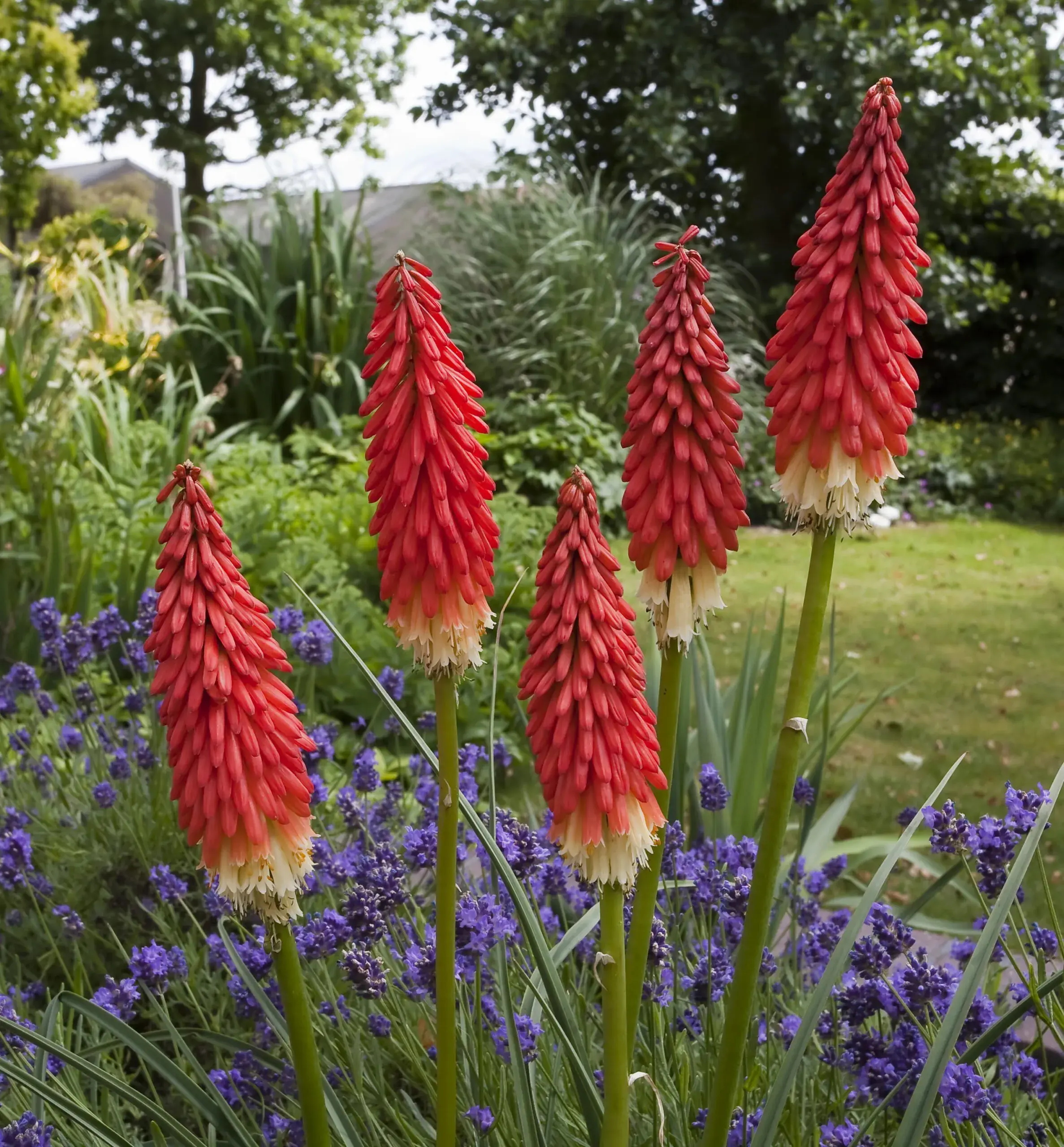 Kniphofia