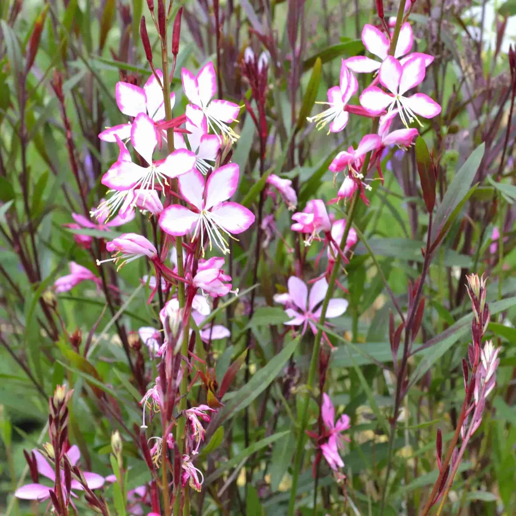 Gaura