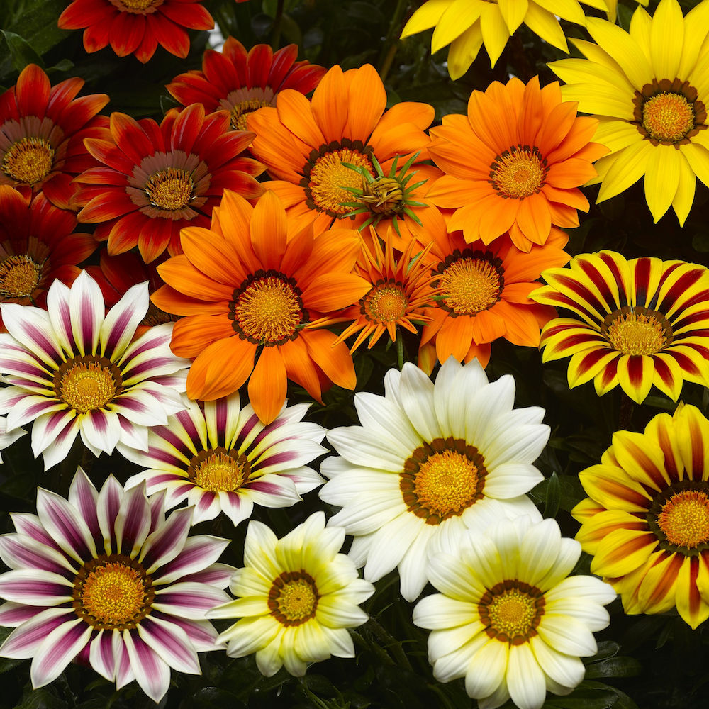 Gazania