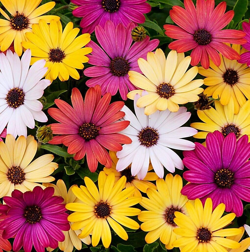 Osteospermum