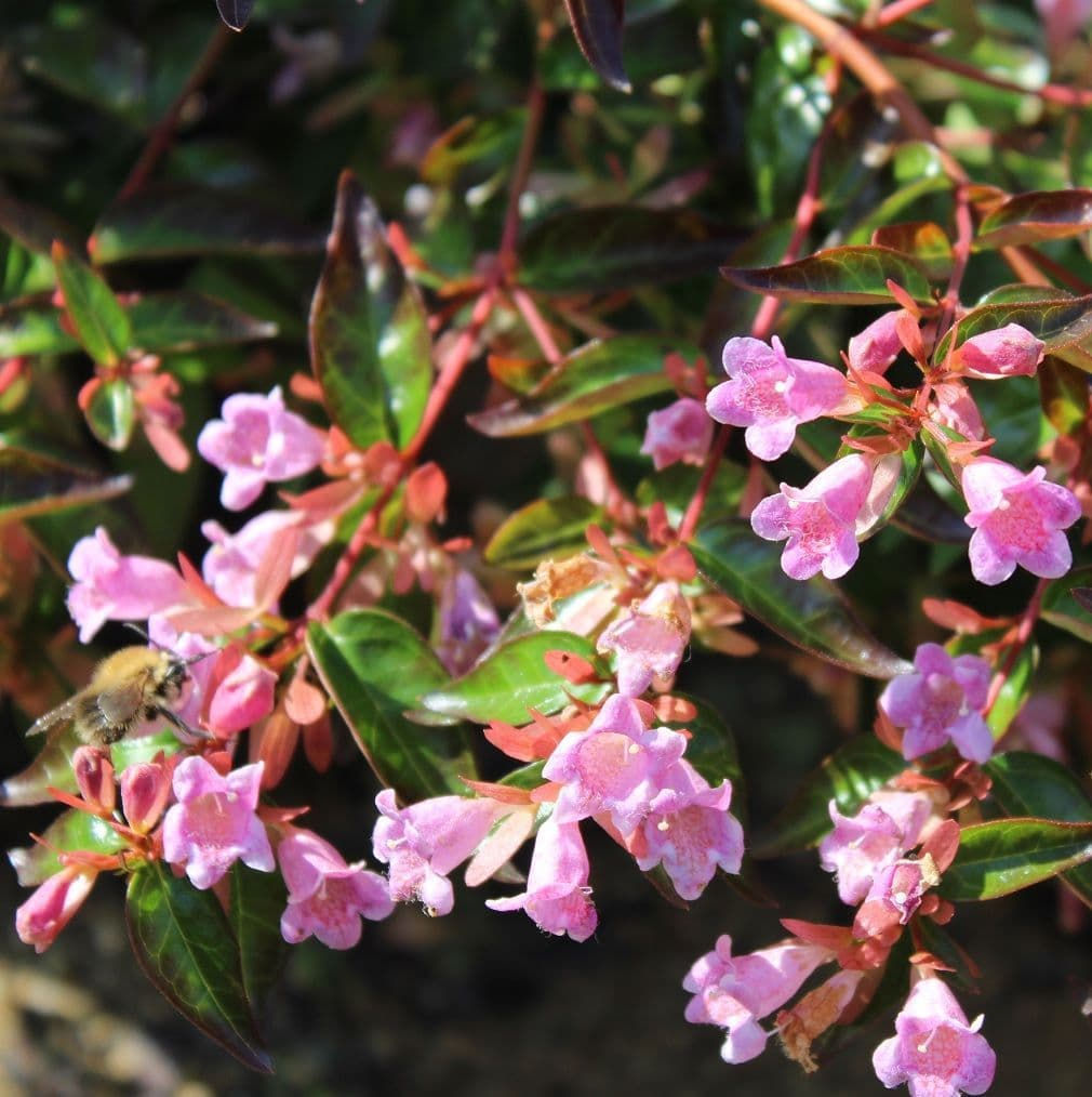 Abelia