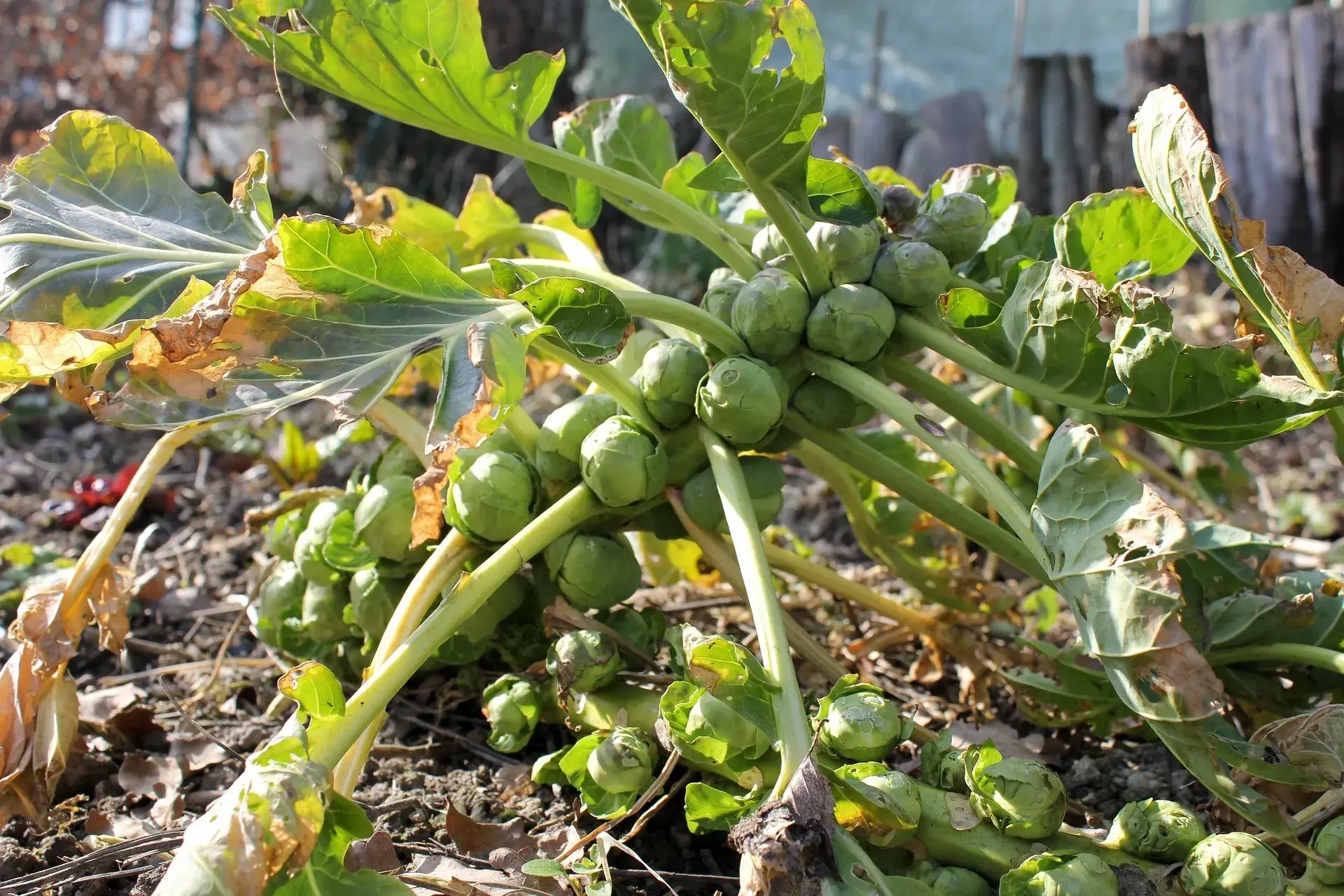 Brussel Sprouts