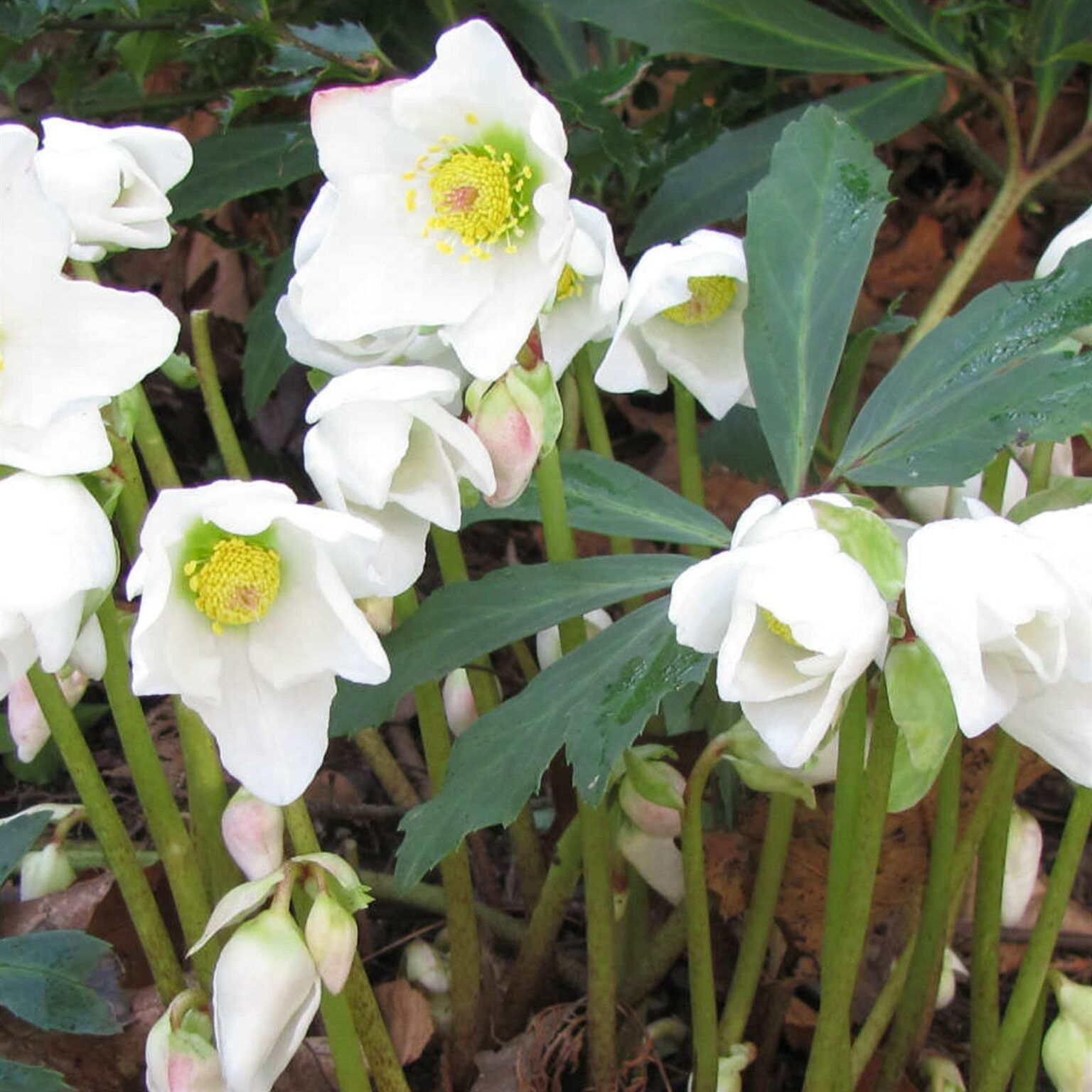 Hellebore