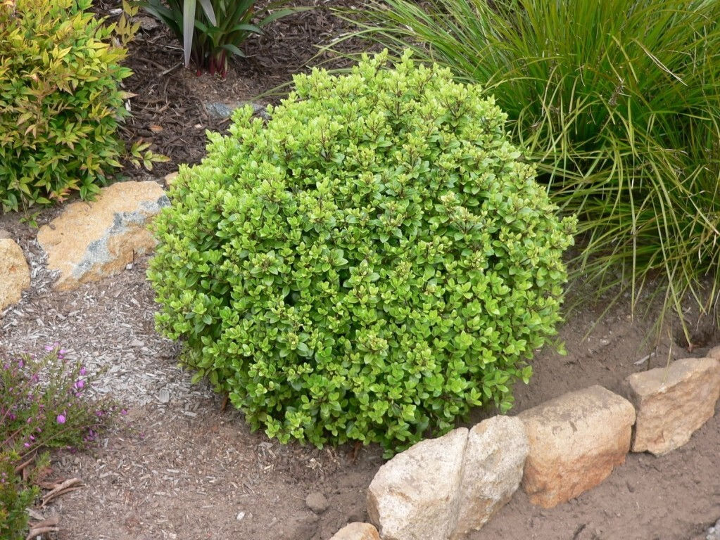 Pittosporum