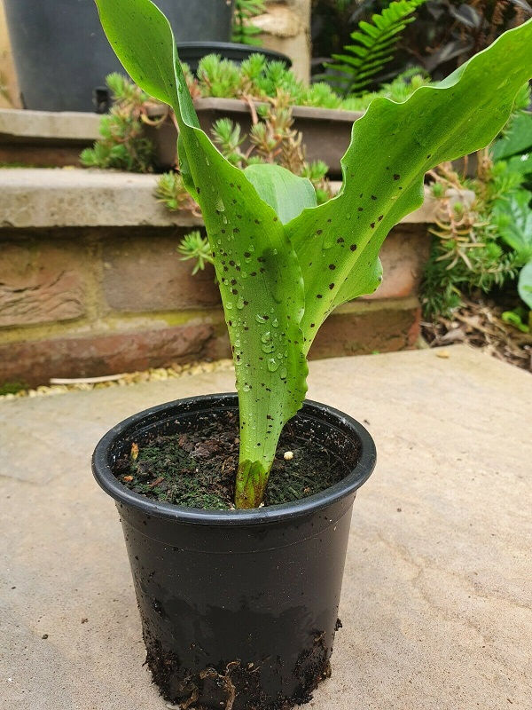 Thumbnail: Eucomis Reichenbachii (Pineapple Lily)