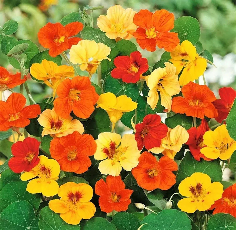 Nasturtium