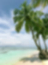 beach_palm tree2.jpg