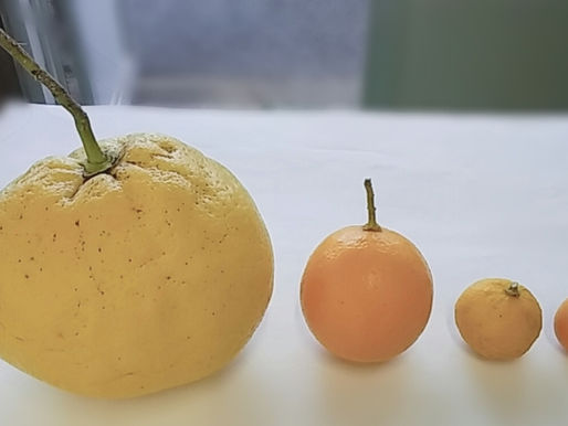 頂き物