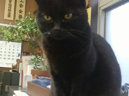 我が社の看板娘。