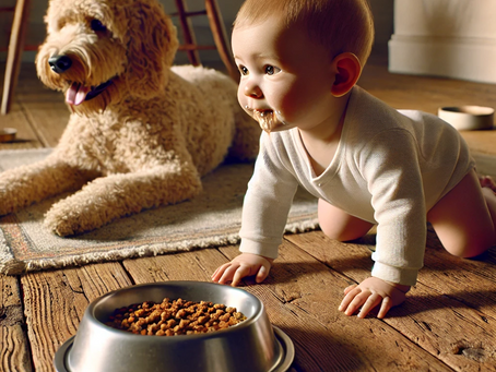 When the Baby Becomes Mobile: Navigating the New Dynamics with Your Dog