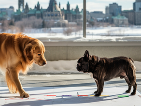 Your Ultimate Guide To Winter And Holiday Prep With Your Dog