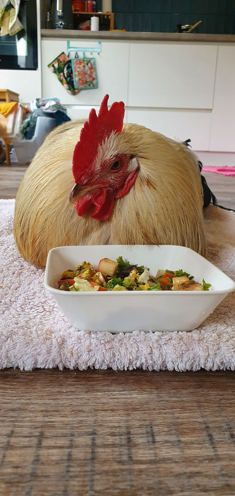 Wellington Bird Rescue, Bird Hospital, Bird Rescue Wellington, Birdcare Wellington, Bird Boarding