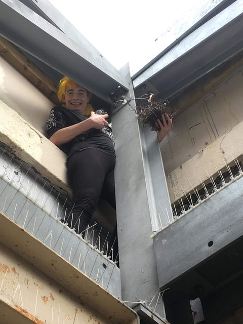 Wellington Bird Rescue, Bird Hospital, Bird Rescue Wellington, Birdcare Wellington, Bird Boarding, Flock Birdcare, Bird sitting, Bird rehabilitation