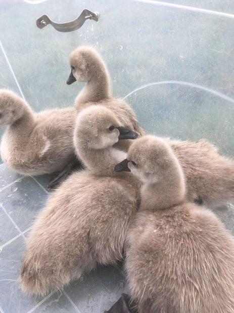 Wellington Bird Rescue, Bird Hospital, Bird Rescue Wellington, Birdcare Wellington, Bird Boarding