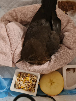 Wellington Bird Rescue, Bird Hospital, Bird Rescue Wellington, Birdcare Wellington, Bird Boarding, Flock Birdcare, Bird sitting, Bird rehabilitation