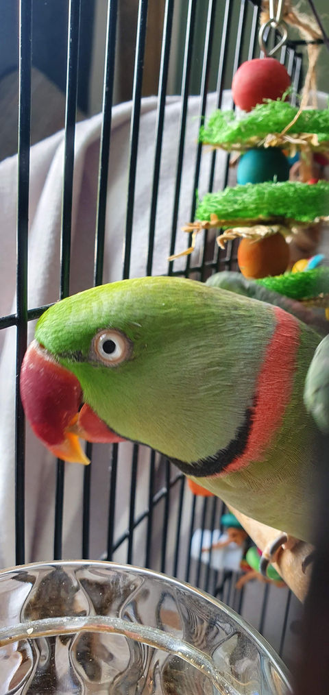 Wellington Bird Rescue, Bird Hospital, Bird Rescue Wellington, Birdcare Wellington, Bird Boarding