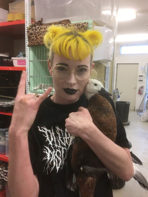 Wellington Bird Rescue, Bird Hospital, Bird Rescue Wellington, Birdcare Wellington, Bird Boarding, Flock Birdcare, Bird sitting, Bird rehabilitation