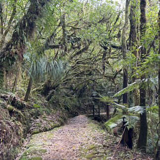 A leaf-covered trail stretched into a forest.