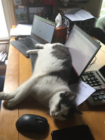 A black and white cat lays stretched across two laptops.