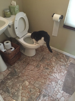 A black and white cat balancing on the edge of a toilet peering inside.