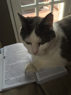 A black and white cat lays across an open book.