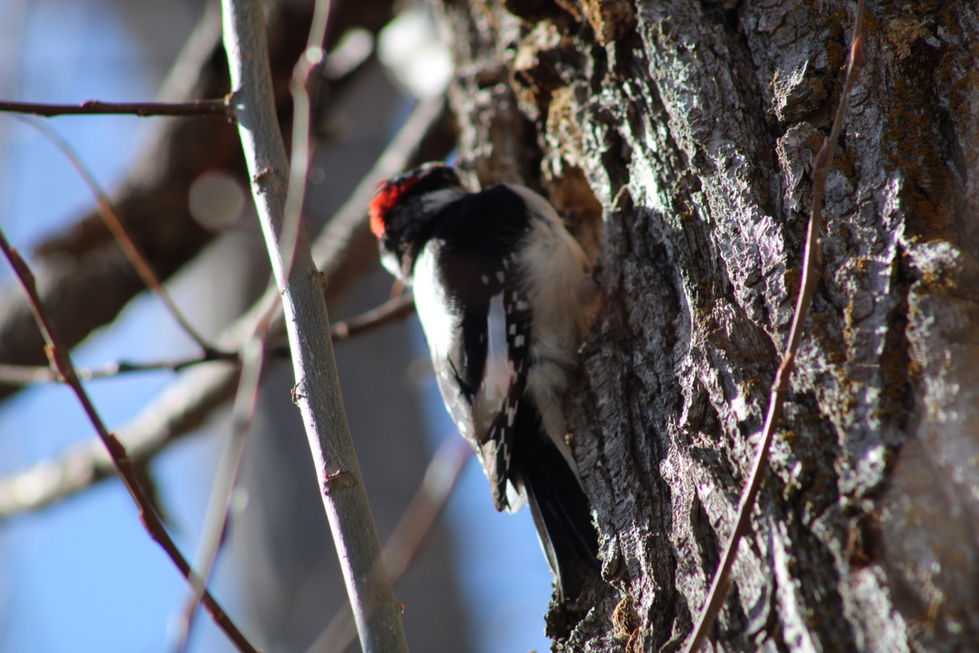Woodpecker. Saratoga Hot Springs Park.