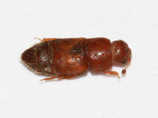 Carpophilus dimidiatus - ny skalbagge för Närke!