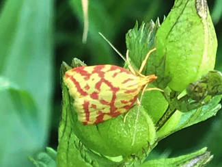 Jungfrulinspraktmal vid Herrfallsäng och andra spännade insektsfynd i Närke i juni.