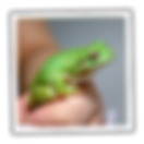 A White's tree frog being handled.