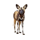 An African painted dog.