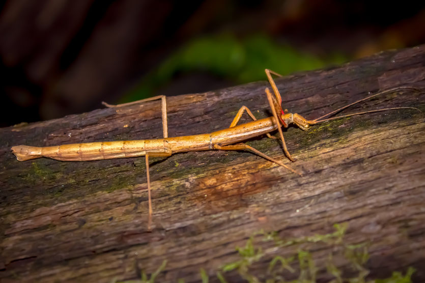 An Indian stick insect